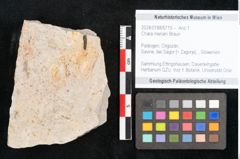 Foto (Objekt + Etikett) von Chara meriani Braun (NHMW-GEO-2024-0188-6715)